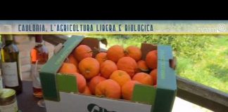 Caulonia, l'agricoltura libera e biologica