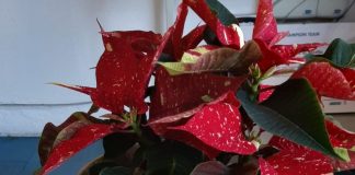 Linea Accessori – Jonica Motor