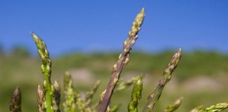Asparago selvatico della Calabria