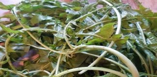 Cicoria selvatica di Calabria