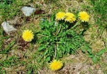 Dente di Leone/Tarassaco