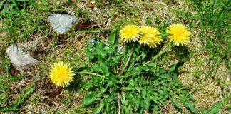 Dente di Leone/Tarassaco