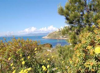 Macchia Mediterranea: clima, fiori e animali tipici