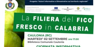 La Filiera del Fico Fresco in Calabria