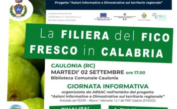 La Filiera del Fico Fresco in Calabria